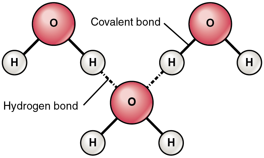 210_Hydrogen_Bonds_Between_Water_Molecules-01.jpg
