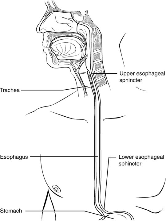 Este diagrama muestra el esófago, yendo de la boca al estómago. El esfínter esofágico superior e inferior están etiquetados.