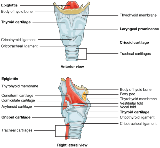 The top panel of this figure shows the anterior view of the larynx, and the bottom panel shows the right lateral view of the larynx.