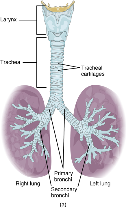 This image shows the trachea and its organs. The major parts including the larynx, trachea, bronchi, and lungs are labeled.