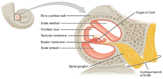 The three major spaces within the cochlea are highlighted. The scala tympani and scala vestibuli lie on either side of the cochlear duct. The organ of Corti, containing the mechanoreceptor hair cells, is adjacent to the scala tympani, where it sits atop the basilar membrane.