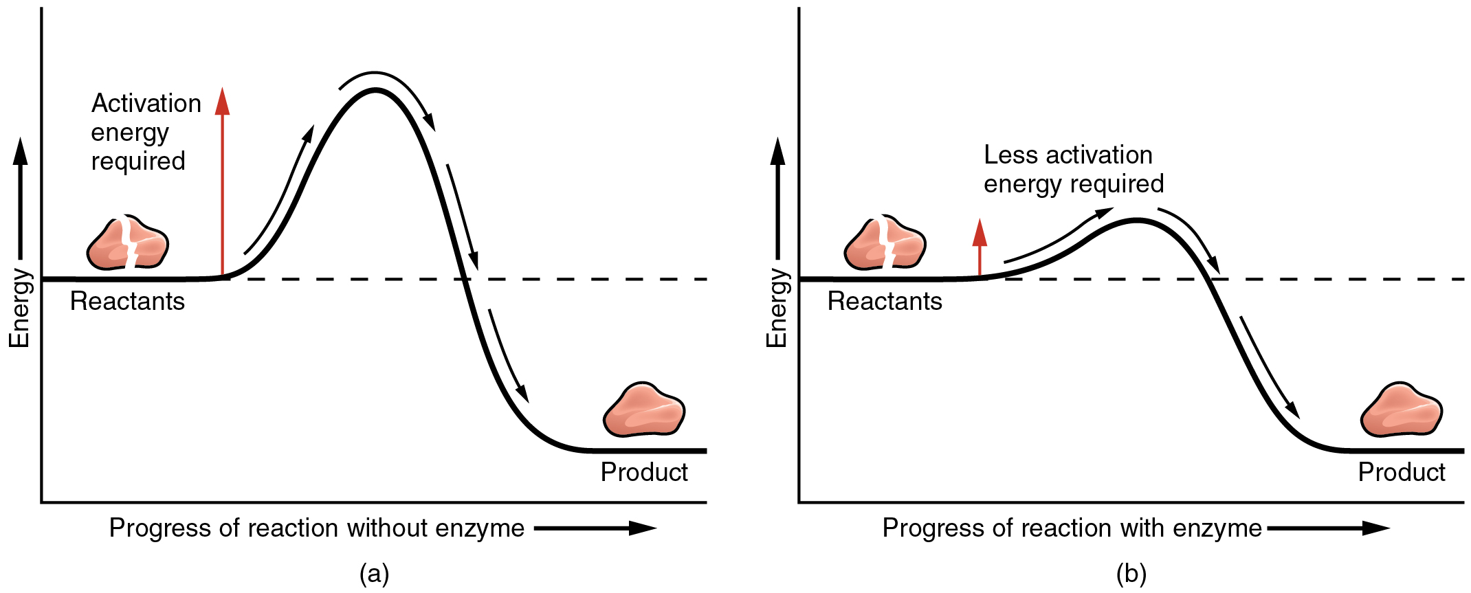 Two graphs of the relationship of enzymes and activation energy in a chemical reaction