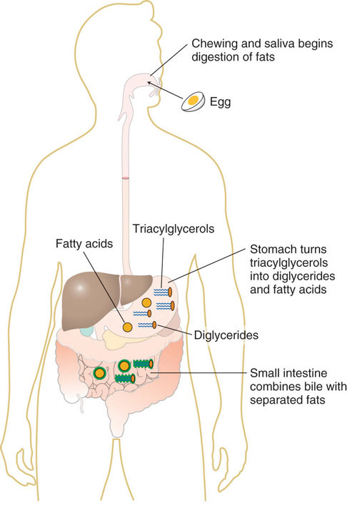 Lipid digestion involves stomach turning triglycerides into diglycerides and fatty acids. Then the small intestine combines bile with the separated fats.