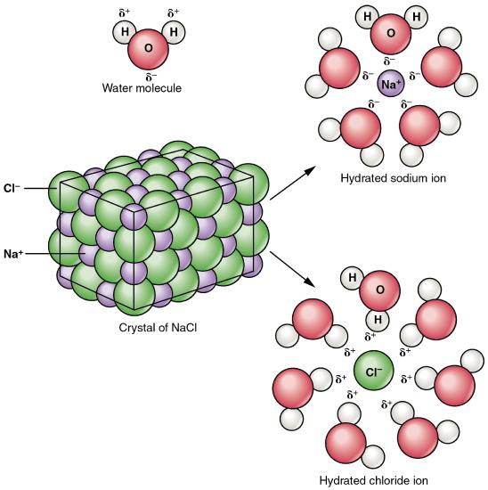 Bead models of sodium chloride in water