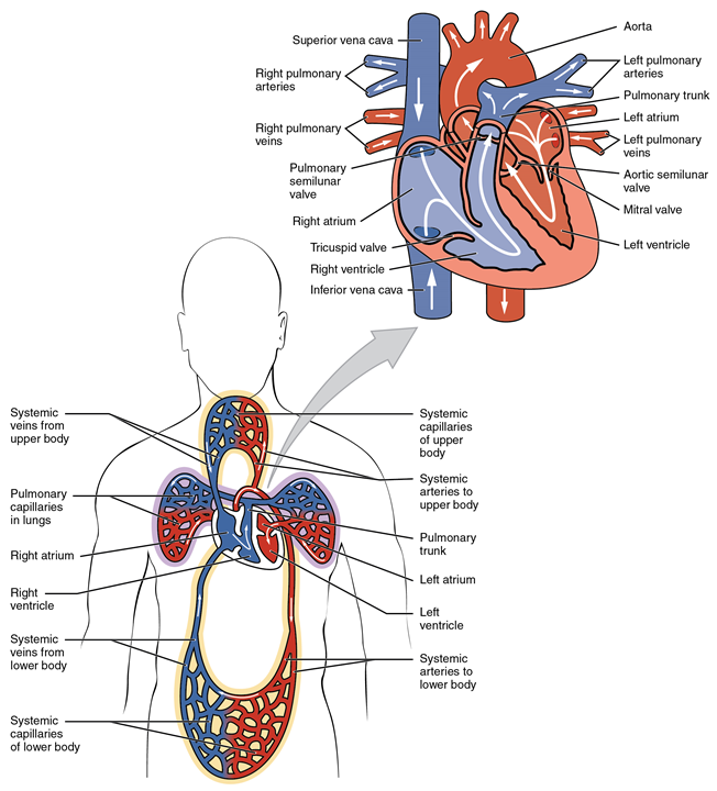 clipbThe top panel shows the human heart with the arteries and veins labeled. The bottom panel shows the human circulatory system.