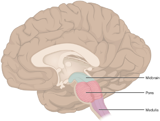 clThis figure shows the location of the midbrain, pons and the medulla in the brain.