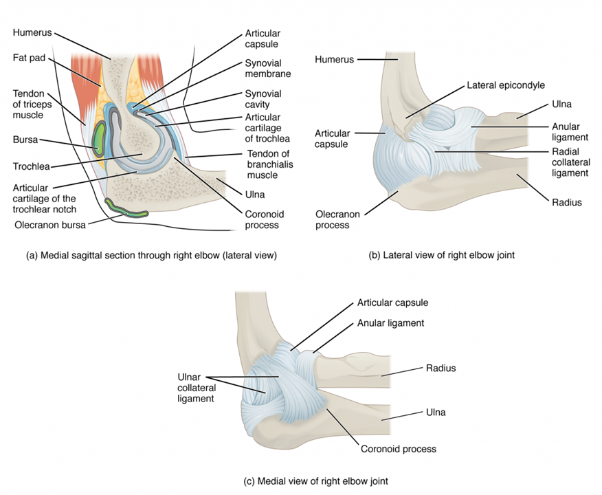 humeroradial joint