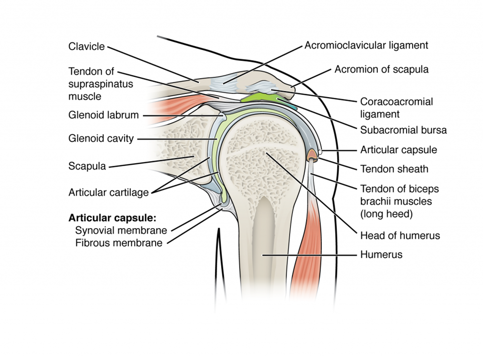 clThis figure shows the structure of the shoulder joint. The main ligaments and parts are labeled.