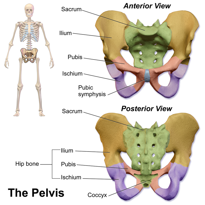 Bones of the Pelvis - TeachMeAnatomy