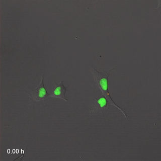 Far-Red_&_Near-infrared_Fluorescent_Ubiquitination-based_Cell_Cycle_Indicator_(FUCCI).gif