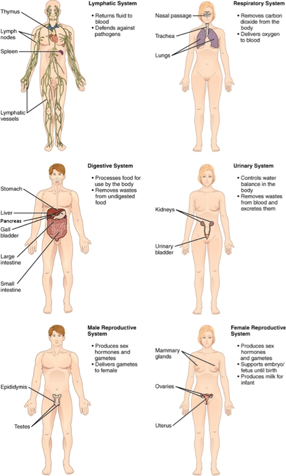 Six different human forms showing the lymphatic, respiratory, digestive, urinary, and reproductives (male and female) systems.
