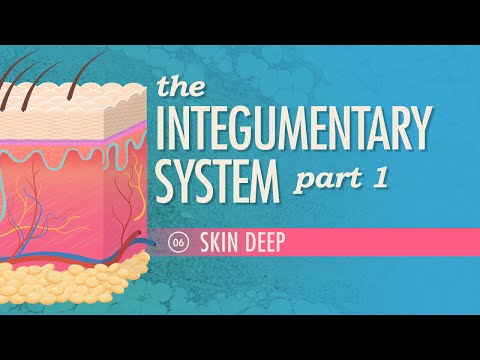 Thumbnail for the embedded element "The Integumentary System, Part 1 - Skin Deep: Crash Course A&P #6"