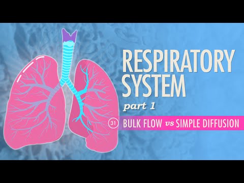Thumbnail for the embedded element "Respiratory System, Part 1: Crash Course A&P #31"
