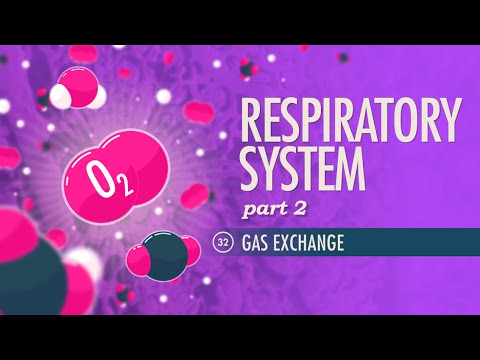 Thumbnail for the embedded element "Respiratory System, Part 2: Crash Course A&P #32"