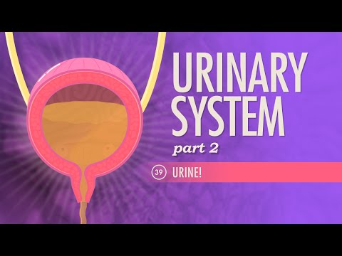 Thumbnail for the embedded element "Urinary System, Part 2: Crash Course A&P #39"