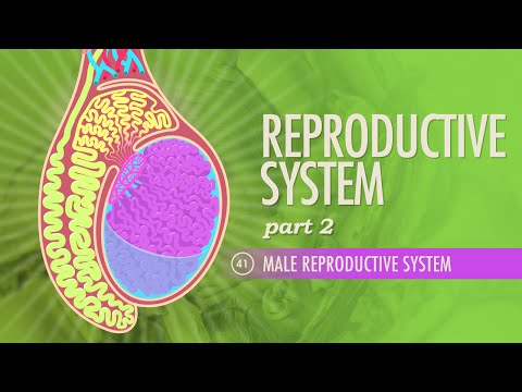 Thumbnail for the embedded element "Reproductive System, Part 2 - Male Reproductive System: Crash Course A&P 41"