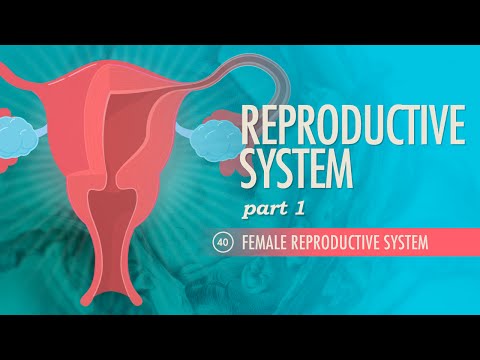 Thumbnail for the embedded element "Reproductive System, Part 1 - Female Reproductive System: Crash Course A&P #40"