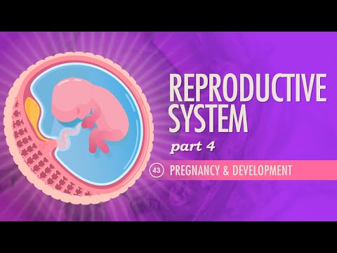 Thumbnail for the embedded element "Reproductive System, Part 4 - Pregnancy & Development: Crash Course A&P #43"