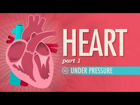 Thumbnail for the embedded element "The Heart, Part 1 - Under Pressure: Crash Course A&P #25"