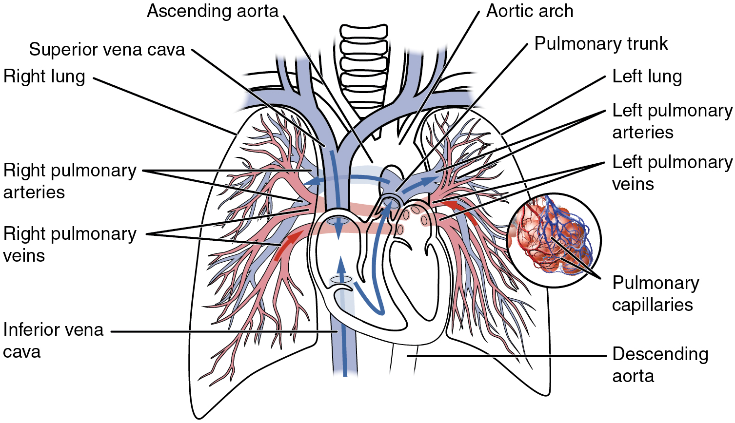 Este diagrama muestra la red de vasos sanguíneos en los pulmones.