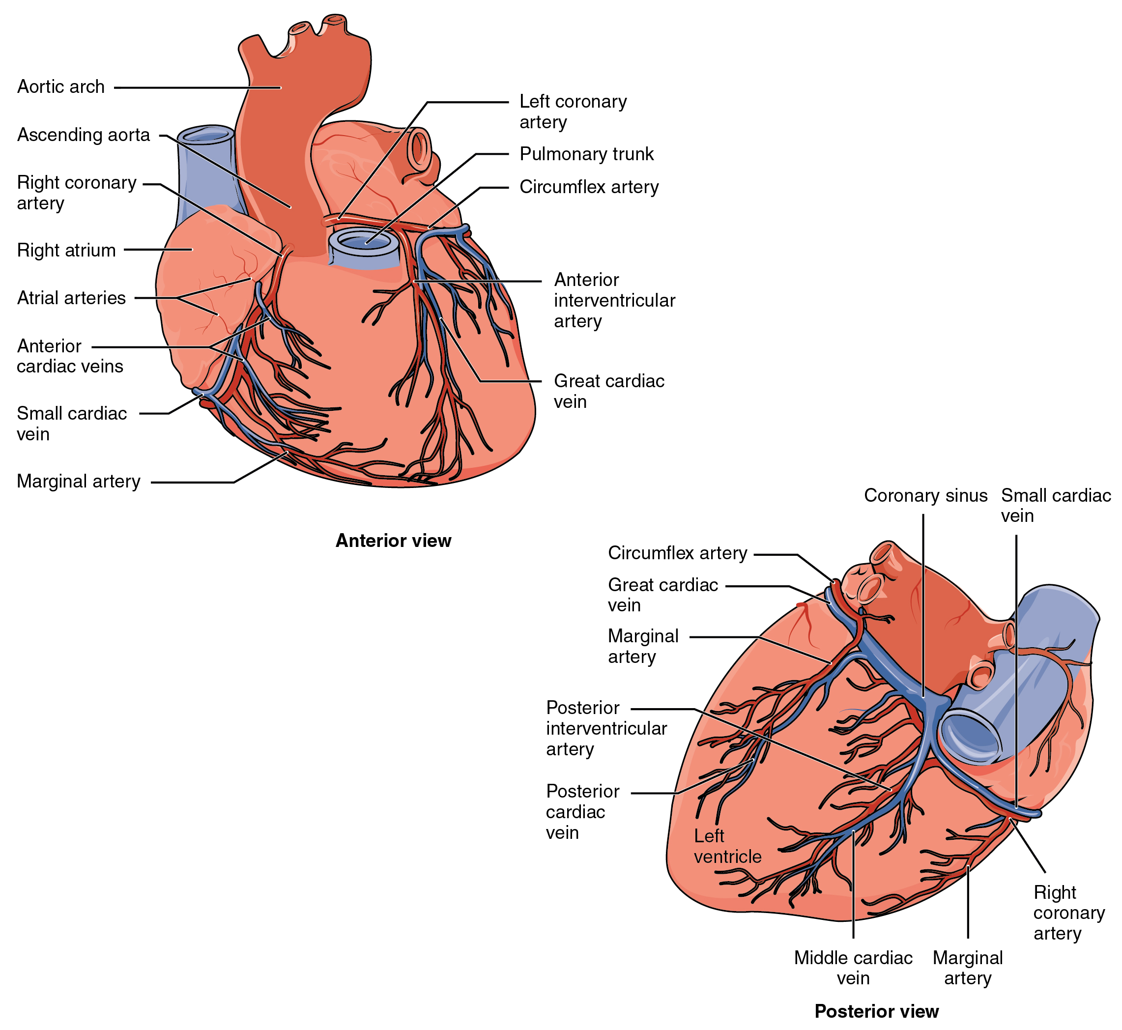 Anterior and posterior views of the heart and its blood vessels. Image description available.