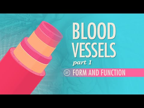 Thumbnail for the embedded element "Blood Vessels, Part 1 - Form and Function: Crash Course A&P #27"