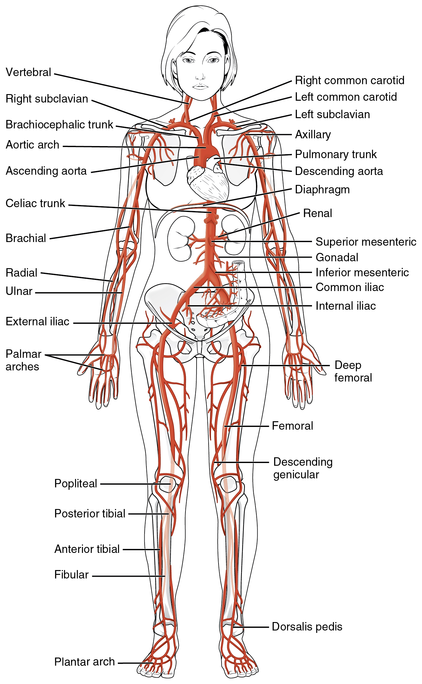 The major arteries in the human body. Image description available.