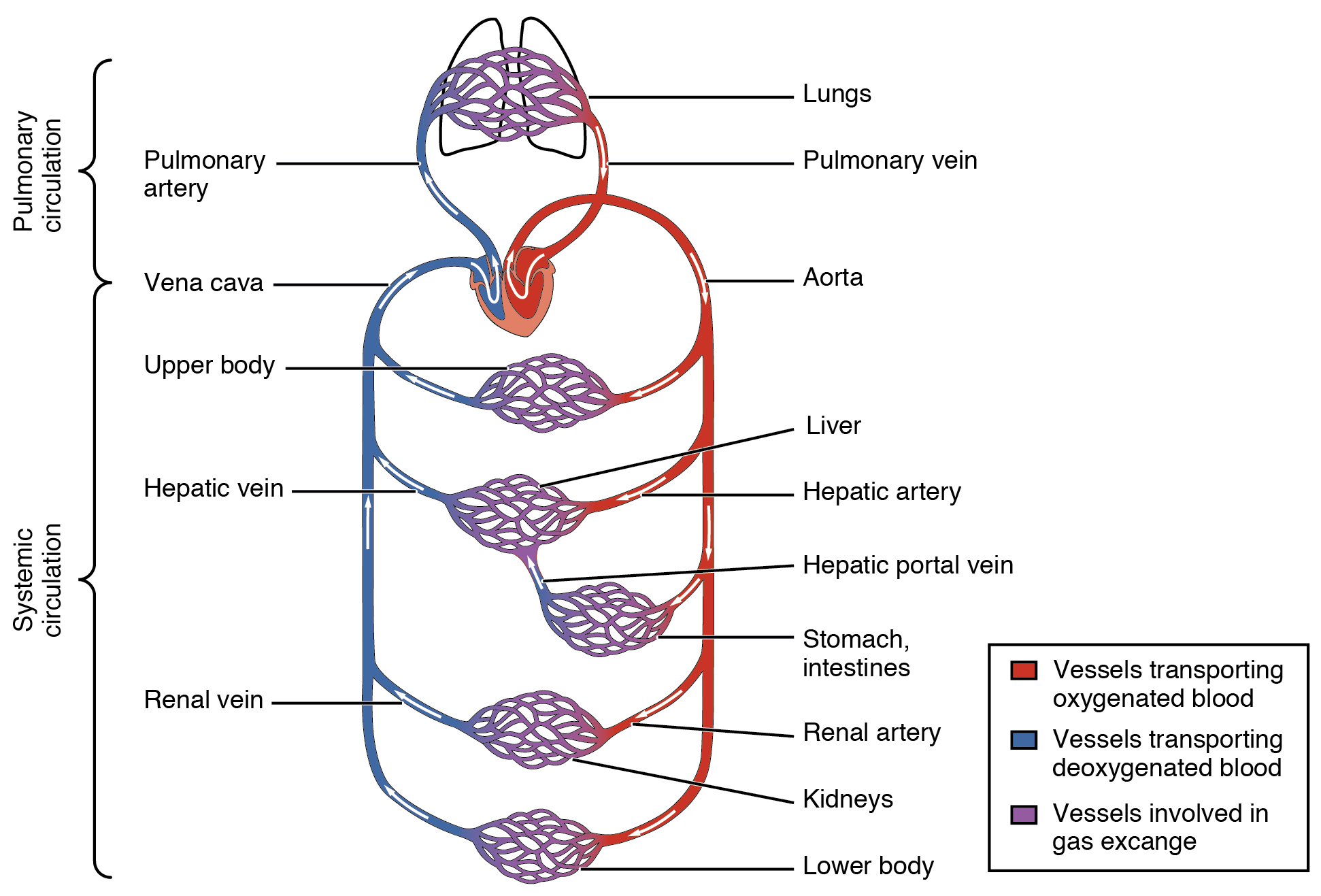 Oxgenated and deoxygenated blood flow through the major organs. Image description available.