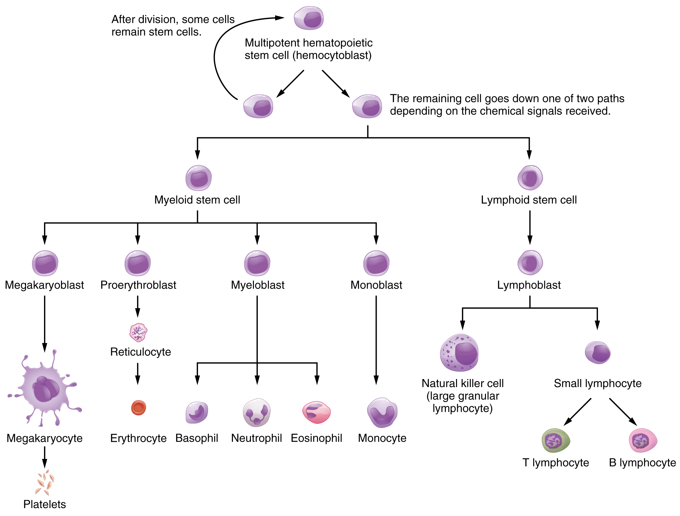 This flowchart shows the pathways in which a multipotent hemotopoietic stem cell differentiates into the different cell types found in blood. Image description available.