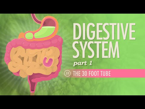 Thumbnail for the embedded element "Digestive System, Part 1: Crash Course A&P #33"