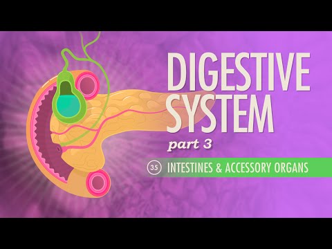 Thumbnail for the embedded element "Digestive System, Part 3: Crash Course A&P #35"
