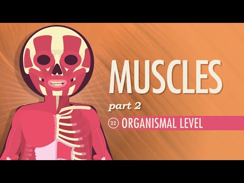 Thumbnail for the embedded element "Muscles, Part 2 - Organismal Level: Crash Course A&P #22"