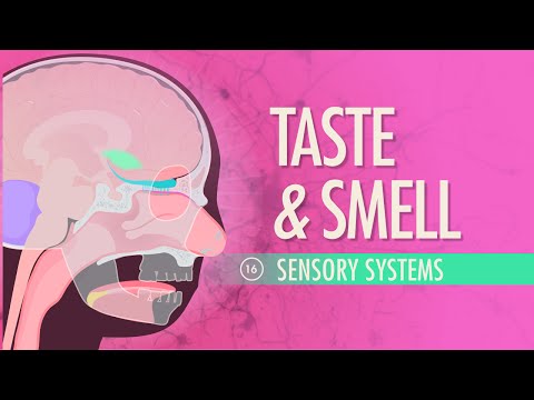 Thumbnail for the embedded element "Taste & Smell: Crash Course A&P #16"