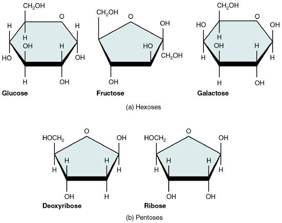 Glucose, fructose, and galactose are hexoses; deoxyribose and ribose are pentoses.