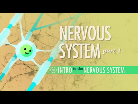 Thumbnail for the embedded element "The Nervous System, Part 1: Crash Course A&P #8"