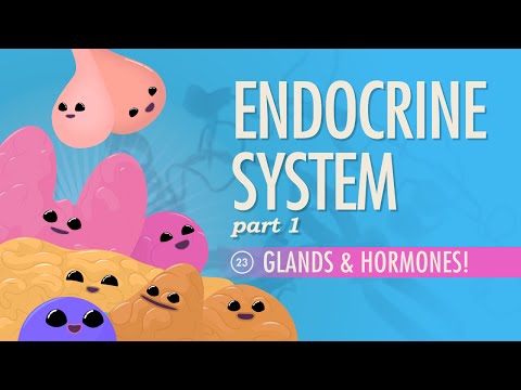 Thumbnail for the embedded element "Endocrine System, Part 1 - Glands & Hormones: Crash Course A&P #23"