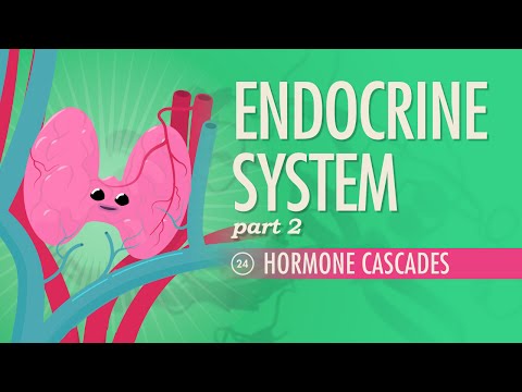 Thumbnail for the embedded element "Endocrine System, Part 2 - Hormone Cascades: Crash Course A&P #24"