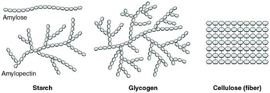 Chemical structure of starch, glycogen, and fiber (described in the caption).