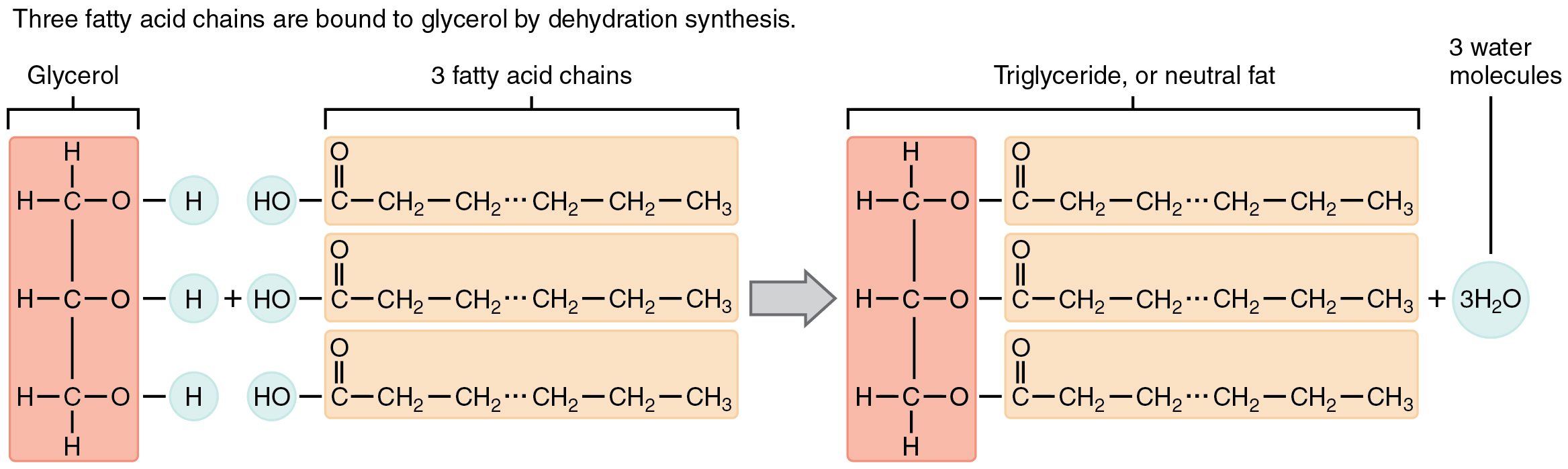 Glycerol and three fatty chain acid interaction, described in the text that follows.