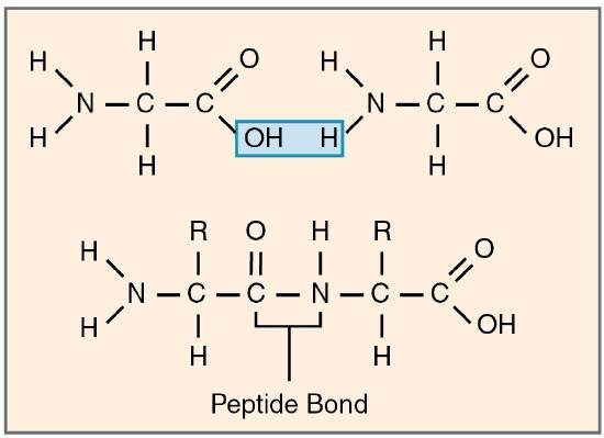 Chemical structure of peptide bonds, described in the caption.