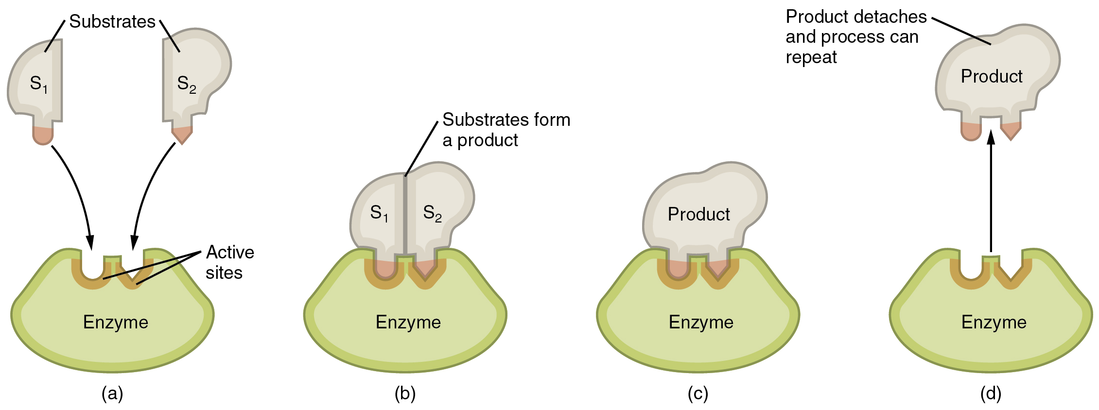 Enzymatic reaction between enzyme and substrates, described in the caption.
