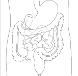 11: The Gut and Digestion