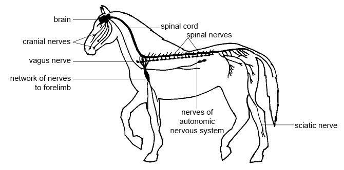 Horse_nervous_system_labelled.jpg