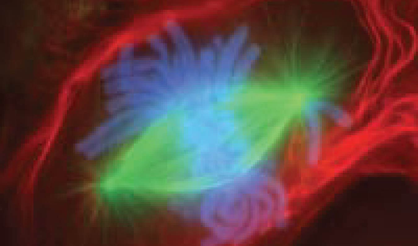 Fluorescence kubadilika kiini kufanyiwa Mitosis