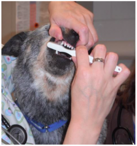 Image of brushing a dogs teeth.