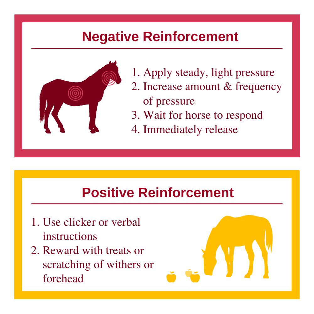 Equine Positive vs Negative Reinforcement