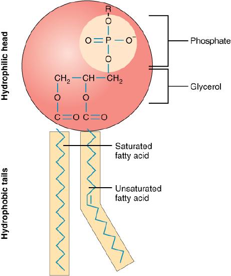 Molecular structure of a phospholipid