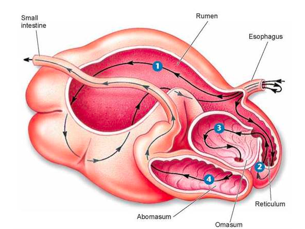 Image of a ruminant four-chambered stomach showing the path of digestion. From mouth to esophagus, to rumen, then back to mouth. Then through esophagus again, to the reticulum, then omasum, then abomasum, exiting through the intestines.