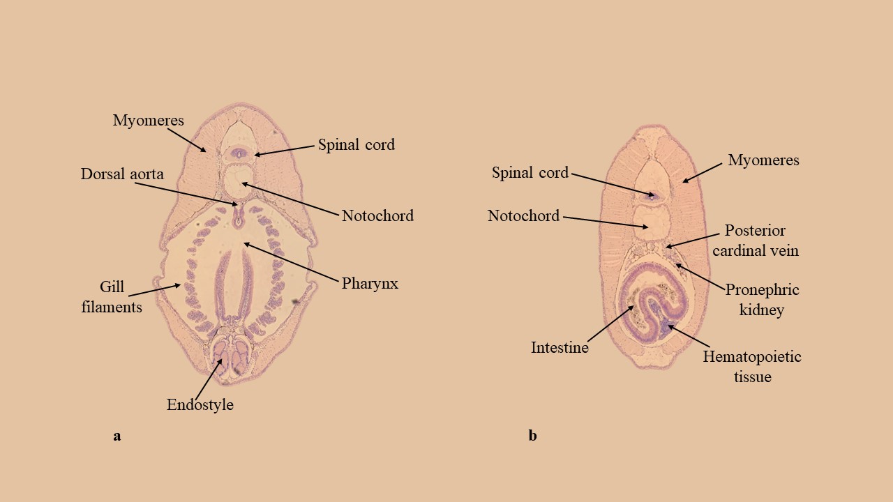 а. поперечний переріз через глотку личинкової міноги, б. поперечний переріз через область стовбура личинкової міноги.