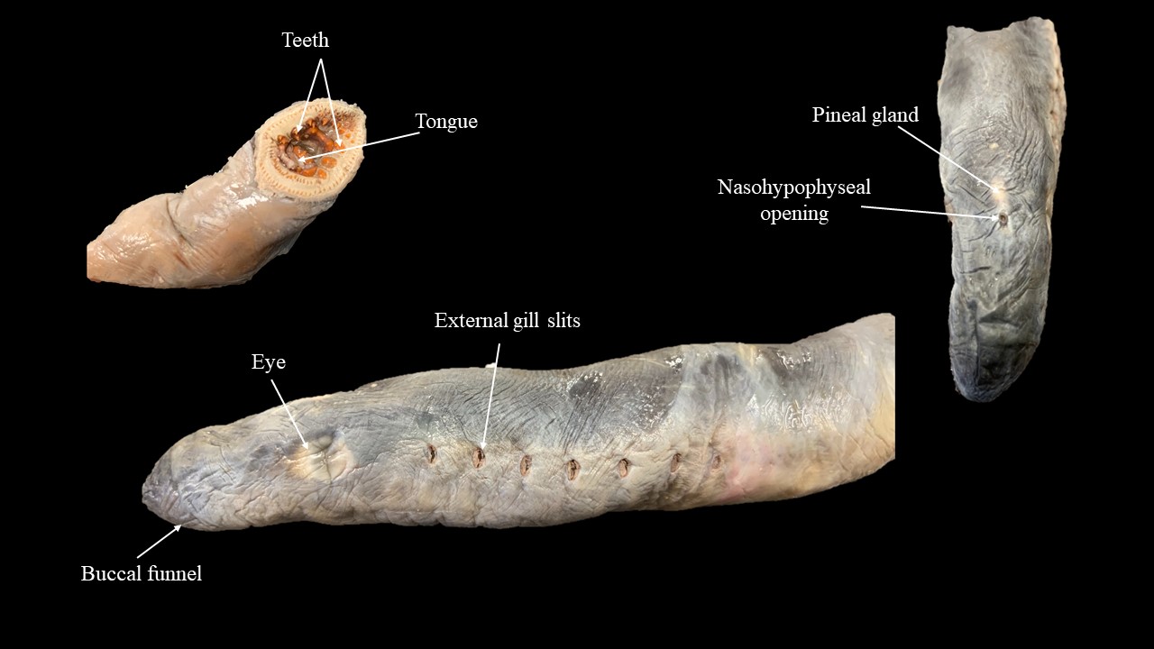 Anatomía externa de cabeza y faringe de lamprea adulta.
